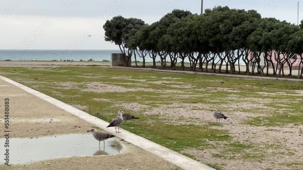 Poster seagull drinking water from a pond with trees shacking with the wind in the back.