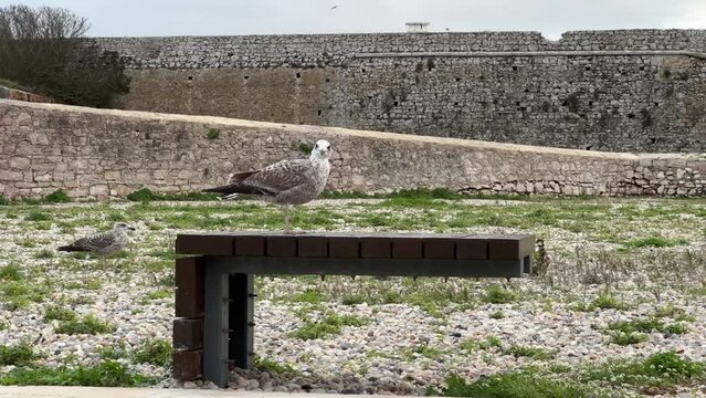 Seagull standing on a bench with an ancient fort in the background. Portugal, Nazaré.