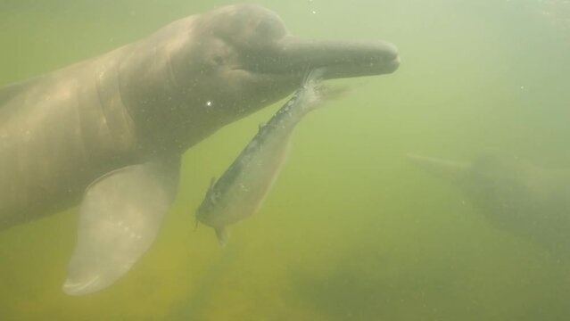 river dolphins catching a fish
