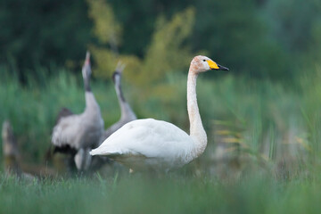swan and two cranes