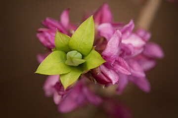 Daphne mezereum, mezereum, mezereon, February daphne, spurge laurel or spurge olive