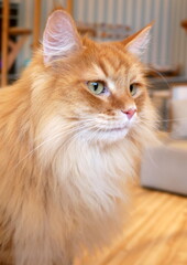 とある猫カフェの猫たち