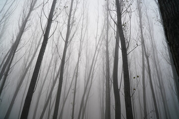 the fog. fog in a dark forest.