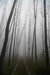 Obraz premium the fog. fog in a dark forest.