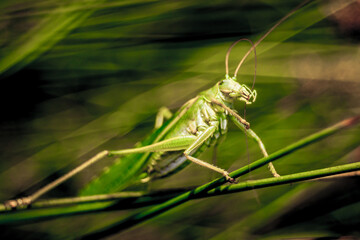 the great green bush-cricket (Tettigonia viridissima)