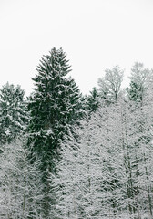 Fir trees covered with snow in winter forest	