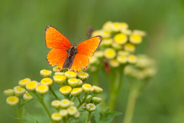 butterfly on flower