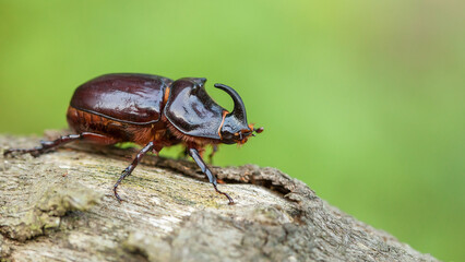 The European rhinoceros beetle (Oryctes nasicornis)