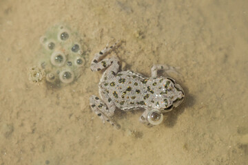 The European green toad (Bufotes viridis) - young specimen with bubbles