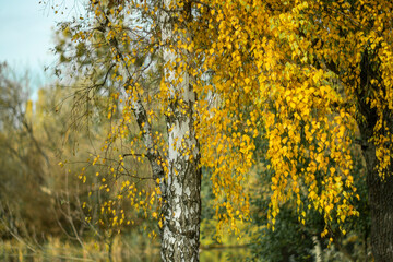 White birch in the park on a blurred background.
