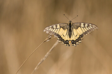 Transience - an old butterfly specimen (Papilio machaon)
