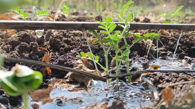 Timelapse of the green plants being watered