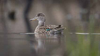 The gadwall (Mareca strepera) female on water