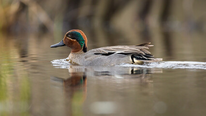 The Eurasian teal (Anas crecca) male, duck in the water