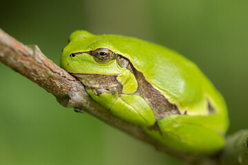 European tree frog (Hyla arborea) resting on a branch