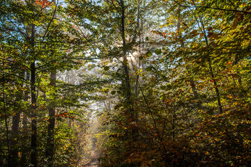 Fototapeta premium sun rays in green forest