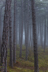 Obraz premium misty autumn forest in the morning