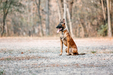 Belgian Shepherd Malinois standing in fallen leaves in the public park. Fall, autumn. Happy dog on the walk