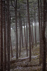 foggy forest in autumn time