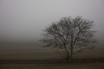 tree in the mist