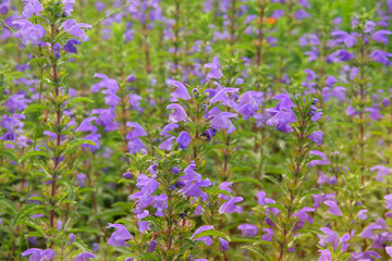 Melissa grown in a rustic farm garden. Melissa flowers in farming and harvesting. Purple flowers...