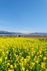 春の四重奏として知られる舟川べり桜並木。朝日、富山、日本。4月中旬。