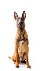 The Belgian Shepherd, The Malinois dog on white