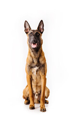 The Belgian Shepherd, The Malinois dog on white