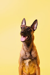 The Belgian Shepherd, The Malinois dog on yellow