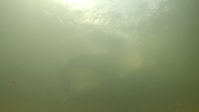 many river dolphins swimming in the shallows