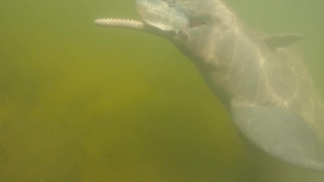 river dolphins fighting over a fish