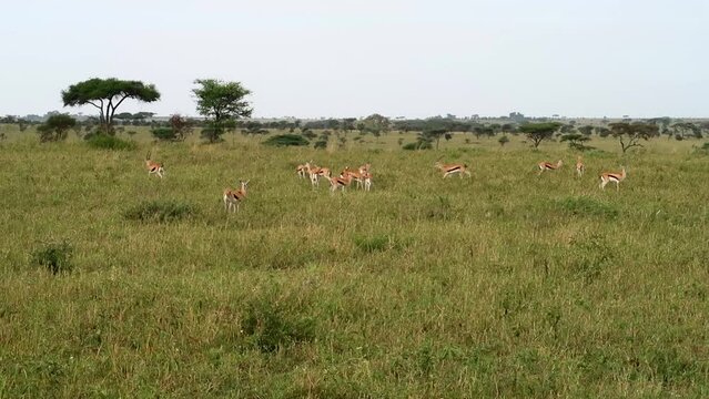 Herd of Thomson Gazelle with male gazelle scaring another male away. Tanzania, Africa
