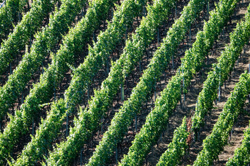 rows of lettuce , image taken in north germany, europe