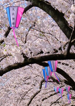 Beautiful closeup of colorful lanterns against Sakura trees