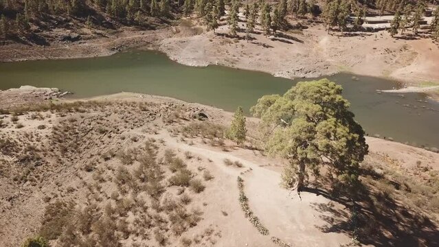 Aerial shot in orbit of the famous Casandra tree located in the Las Ni&ntilde;as water dam in the municipality of Tejeda, on the island of Gran Canaria.