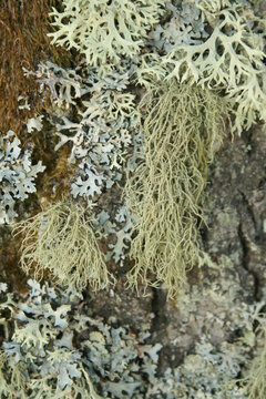 lichen on a tree (Usnea hitrta)