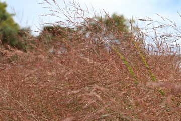 Selective focus shot of pink little bluestem grass swaying in the wind in the field