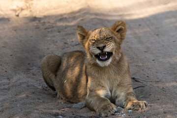 Little lion cub smiling and showing teeth, Greater Kruger