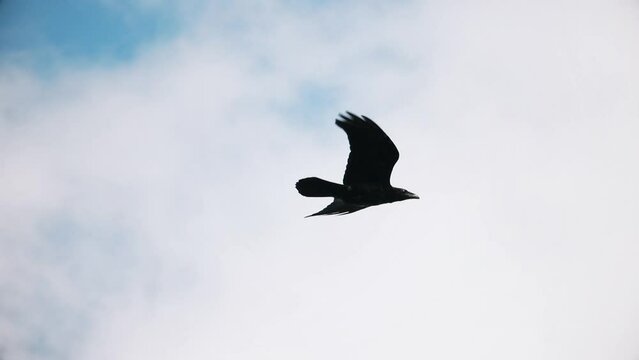 black raven flies through the sky slow motion