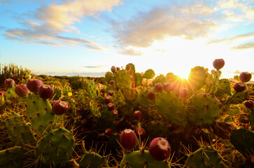 Calm Cactus Desert Sunset