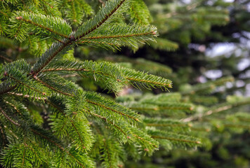 Nahaufnahme von Fichtennadel Zweigen mit selektiver Schärfe und viel Textfreiraum