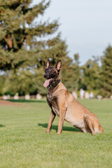 Belgian Shepherd Malinois running on the grass. Summertime. Happy dog on the walk