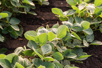 Close up of the soy bean plant