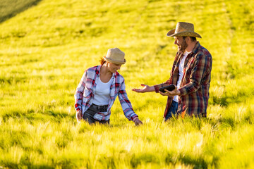 Naklejka na ściany i meble Man and woman are working together. They are cultivating wheat.