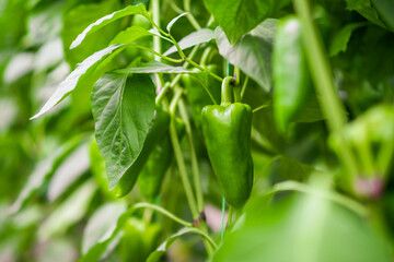Close up image of green Bell Pepper in greenhouse.