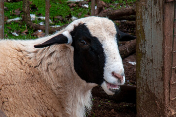Taralga Australia, black faced suffolk sheep in farmyard