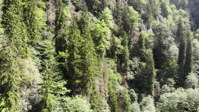 elevit waterfall forest drone video still image Rize Turkey