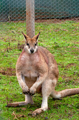 Naklejka na ściany i meble Taralga Australia, musclebound male agile wallaby in yard