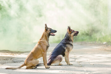 Belgian Shepherd Malinois dog outdoor. Dog with colorful smoke