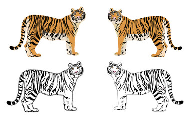 Obraz premium Set of realistic tigers in different poses. Animals. Big cats. Predatory mammals.
